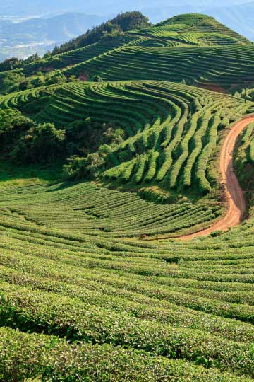 assam_top assam_top